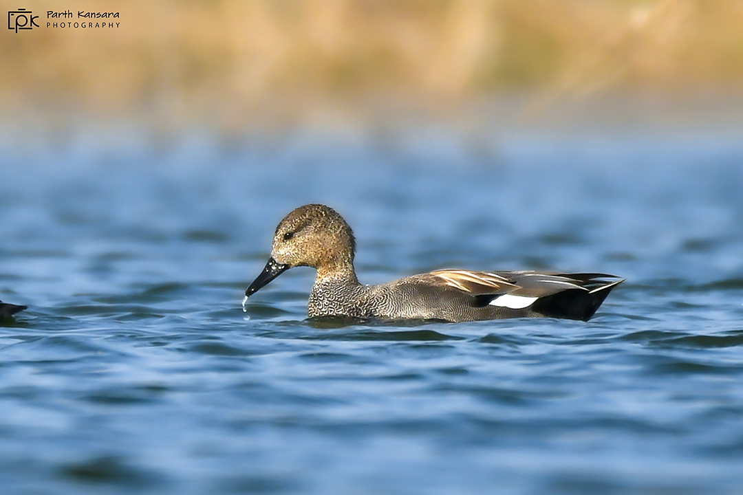 Gadwall